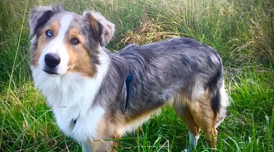 Therapiehund steht im Gras und blickt neugierig.