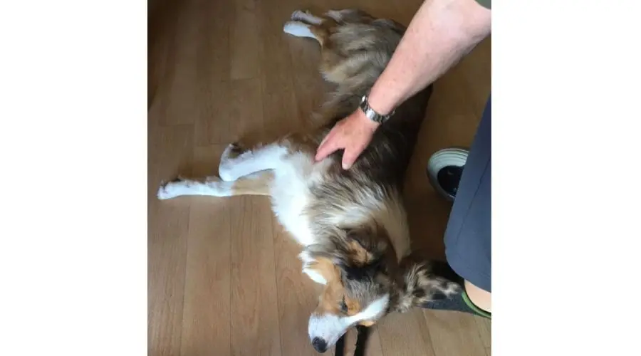 Therapiehund liegt entspannt am Boden und wird von einer Hand gestreichelt.